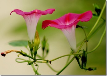 牵牛花